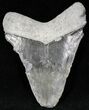 Bluish Gray  Bone Valley Megalodon Tooth #22163-1